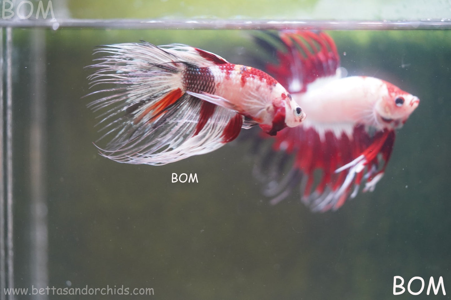 LIVE BETTA MALE CROWN RED KOI : Unique Fish | BOM-A295