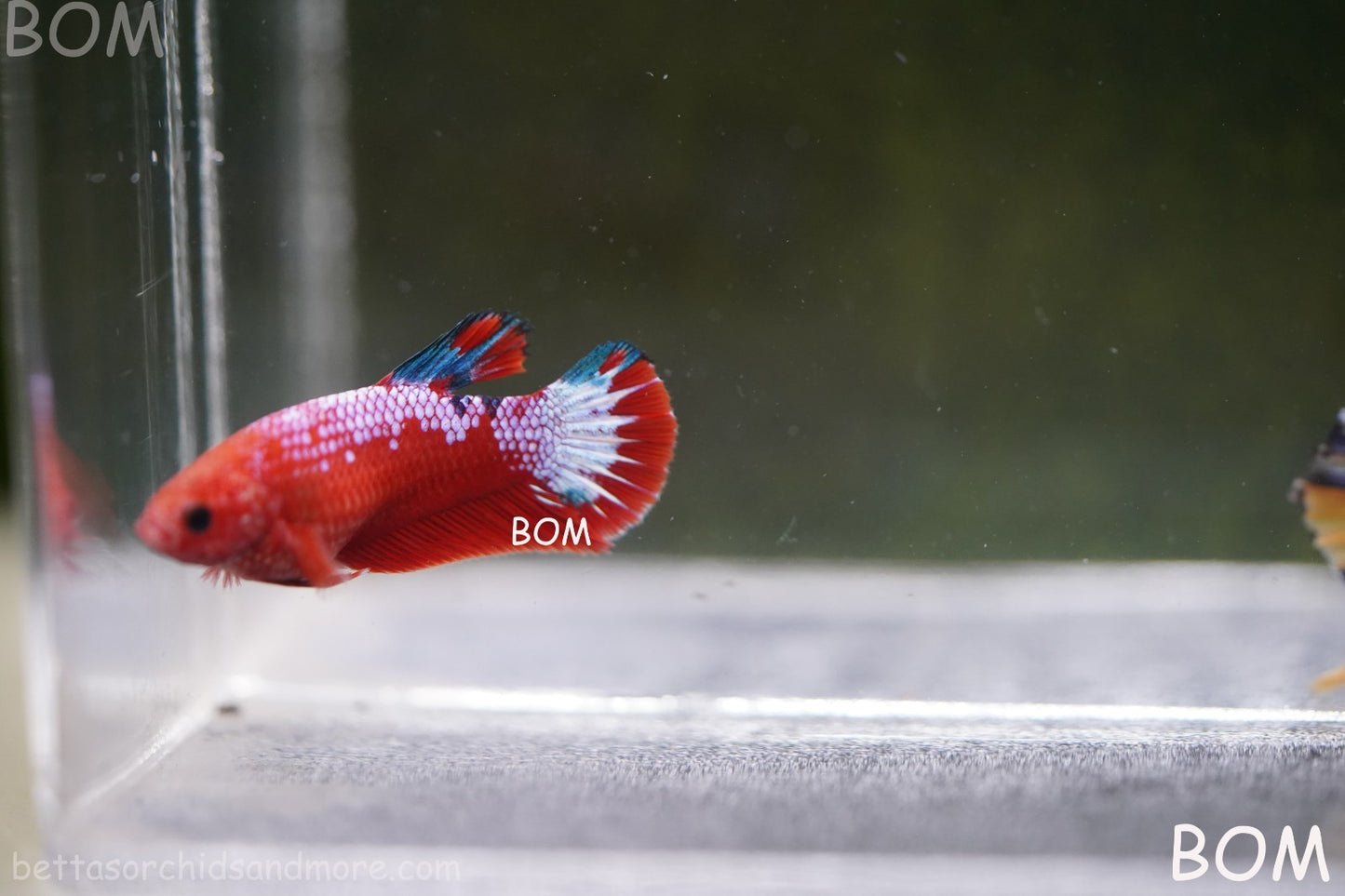 PREMIUM FEMALE HELLBOY HMPK BETTA Fish:Live HMPK | BOM-A275