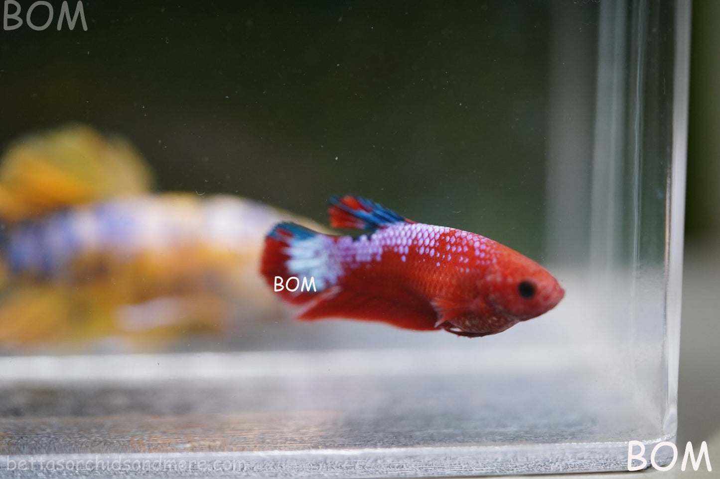 PREMIUM FEMALE HELLBOY HMPK BETTA Fish:Live HMPK | BOM-A275