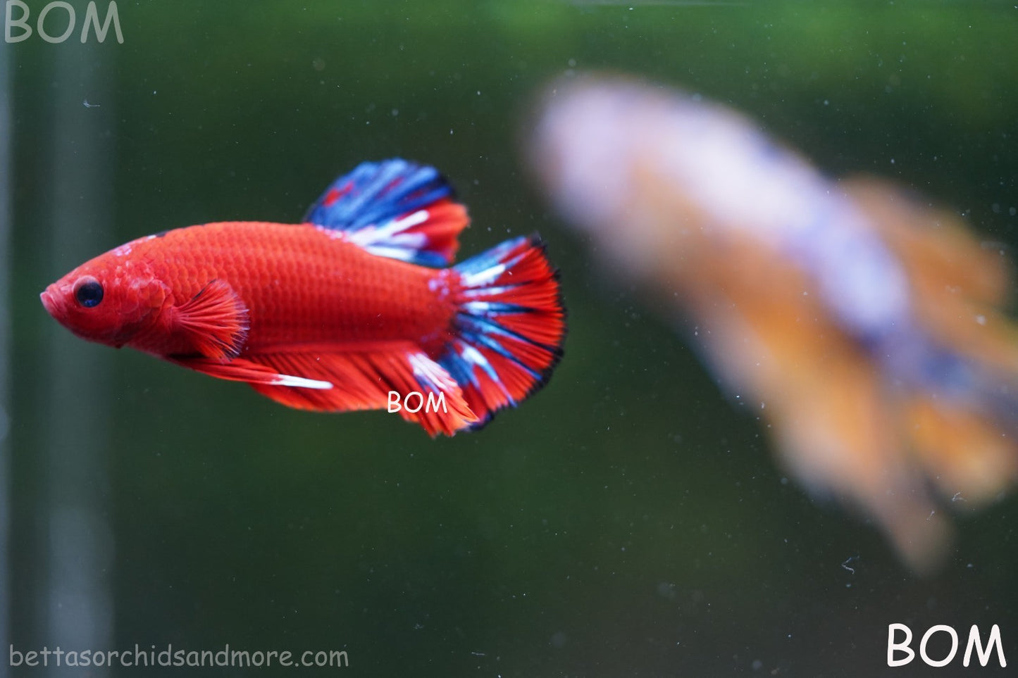 PREMIUM MALE HELLBOY HMPK BETTA Fish:Live HMPK | BOM-A273