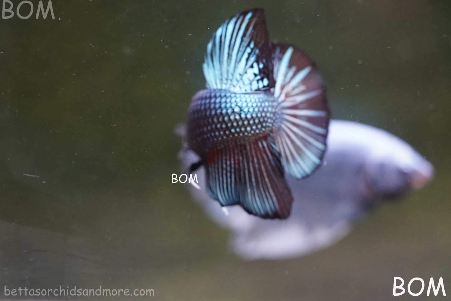 LIVE BETTA GIANT MALE BLUE SERIES 5 CM BO | BOM-A313
