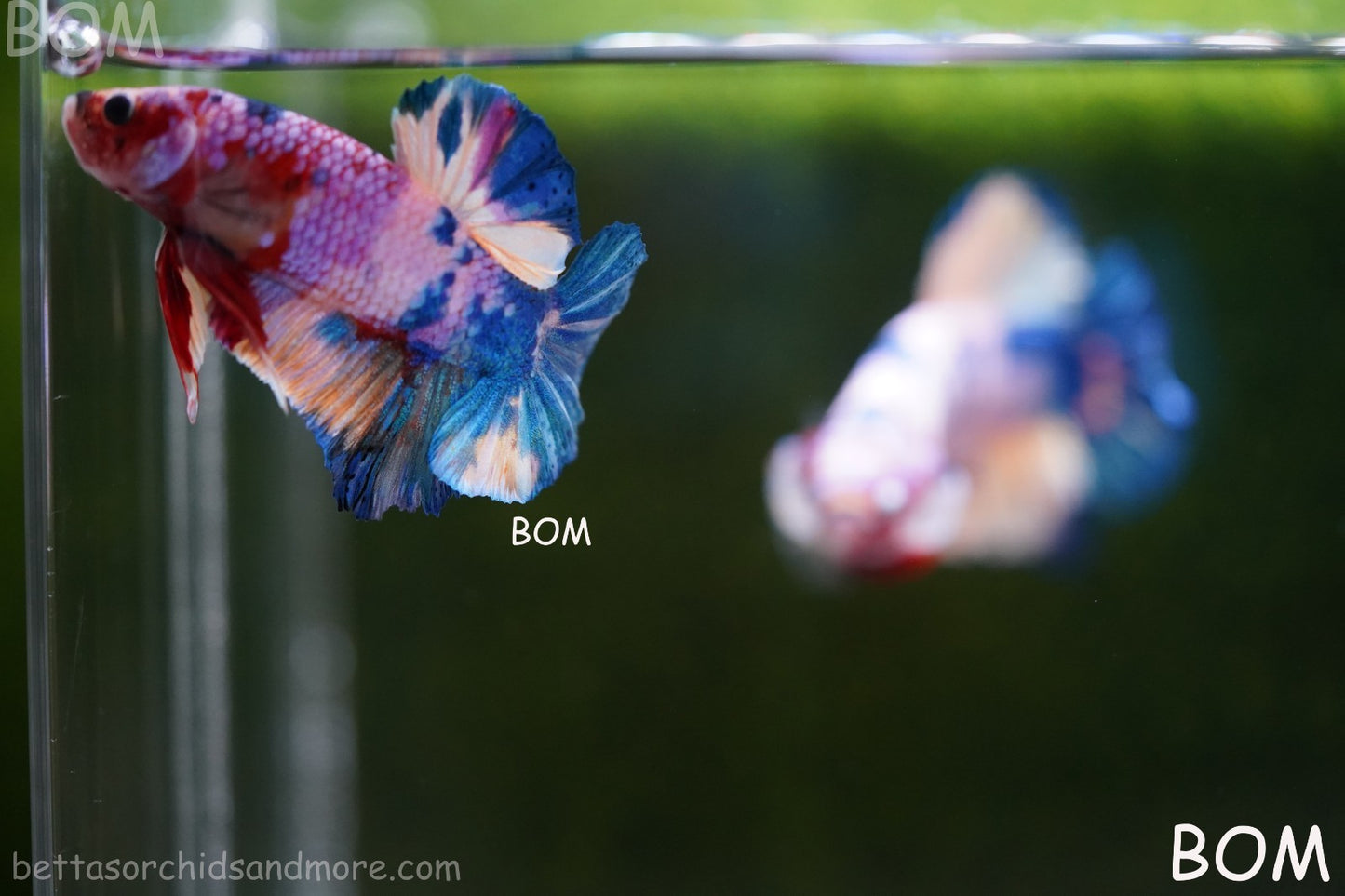 LIVE BETTTA MALE METALLIC MULTICOLOUR HMPK BEAUTIFUL COLOURS | BOM-A280