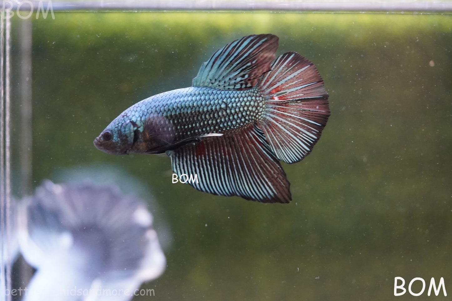 LIVE BETTA GIANT MALE BLUE SERIES 5 CM BO | BOM-A313