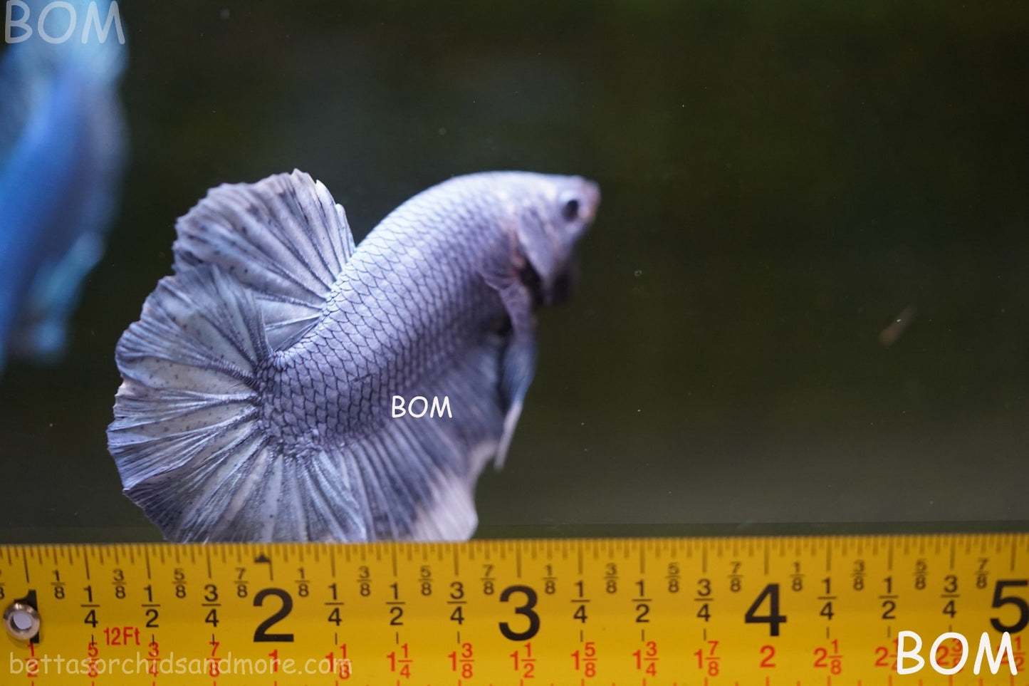 Betta Plakat GIANT MALE BLUE SERIES 5 CM BO | BOM-A306