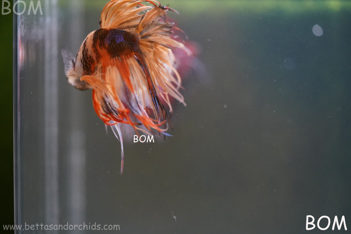 LIVE BETTA MALE CROWN JELLY YELLOW : Unique Fish | BOM-A301