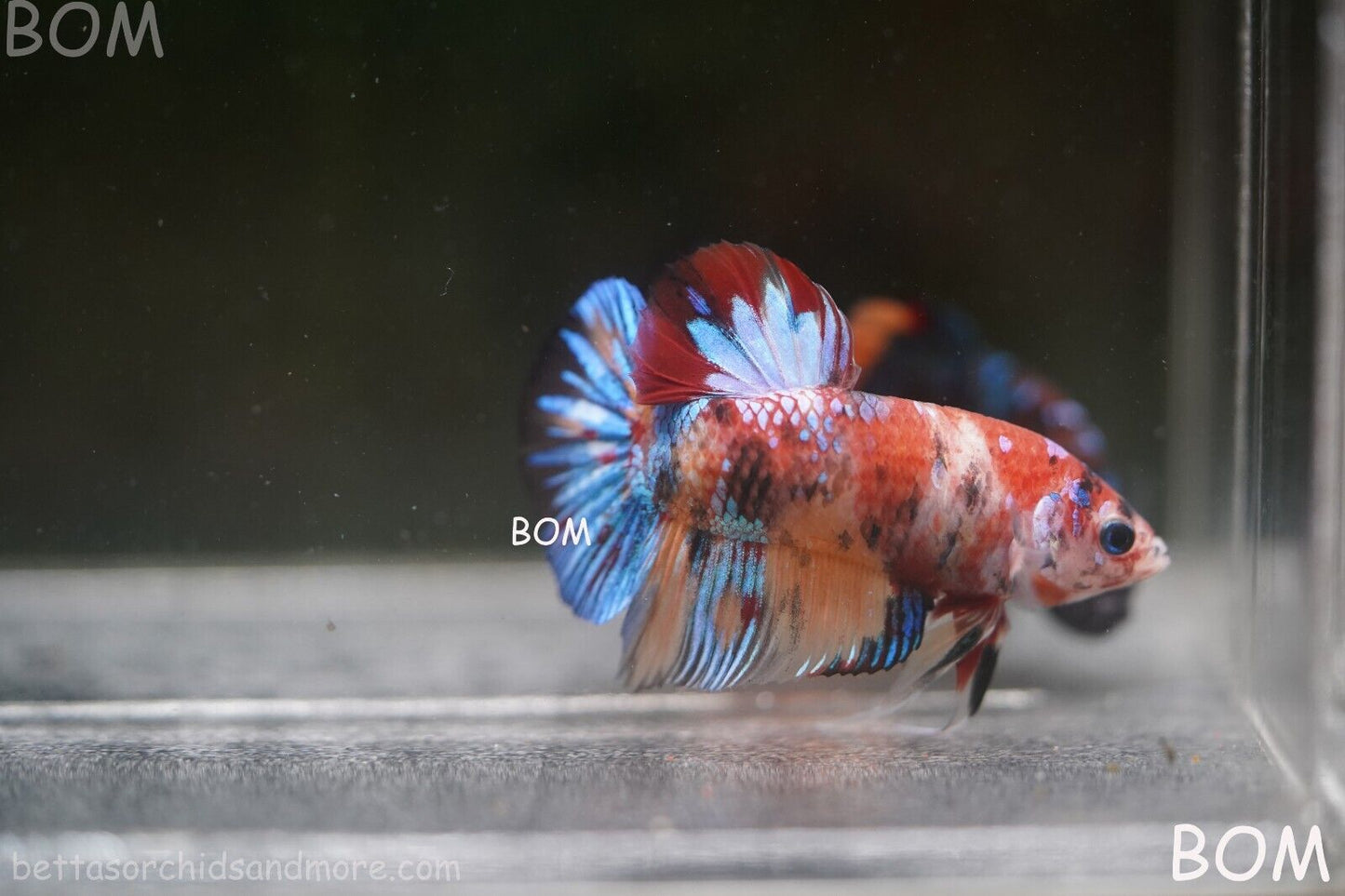 LIVE BETTTA BIG MALE MULTICOLOUR HMPK | BOM-A144