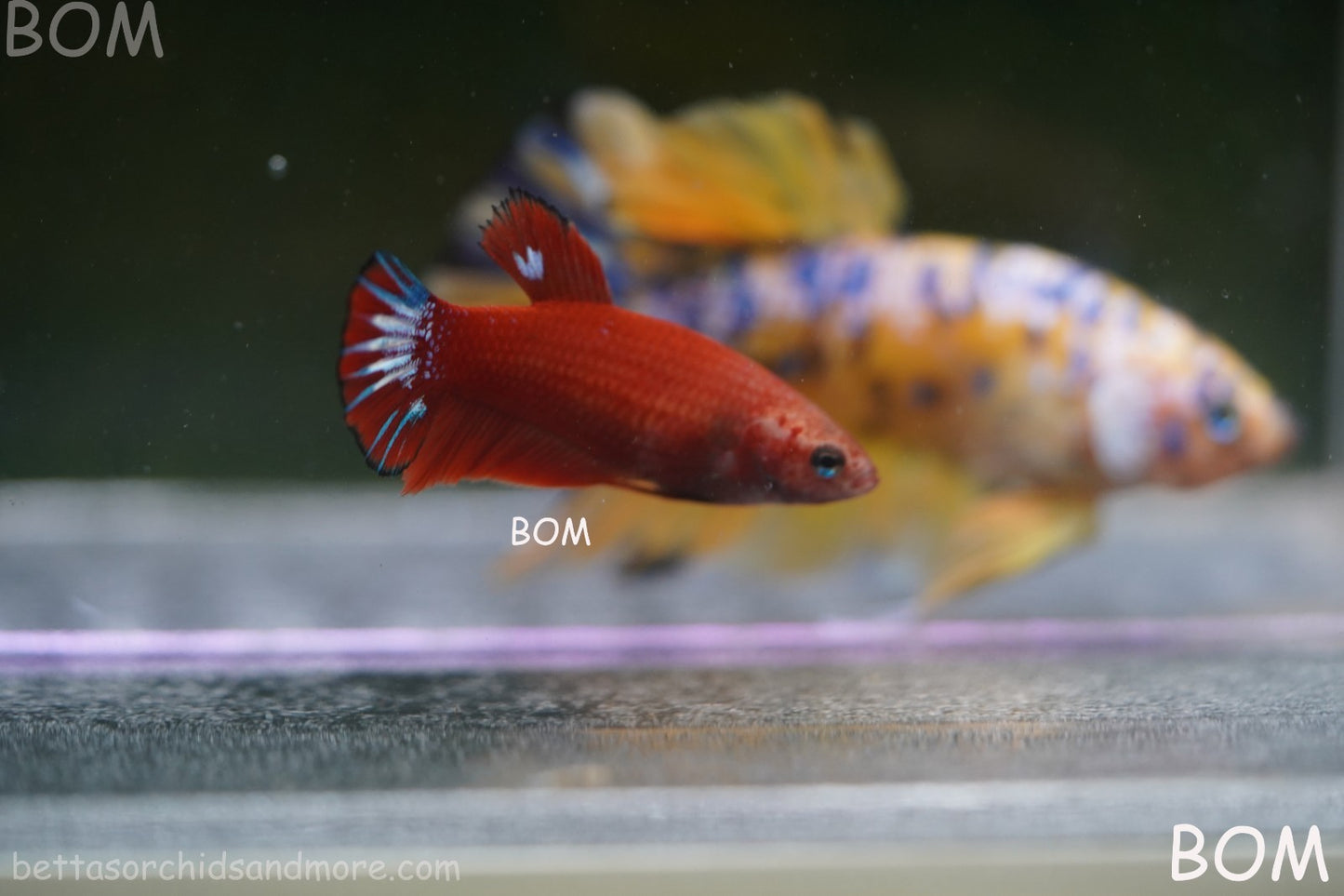 PREMIUM FEMALE HELLBOY HMPK BETTA Fish:Live HMPK | BOM-A276