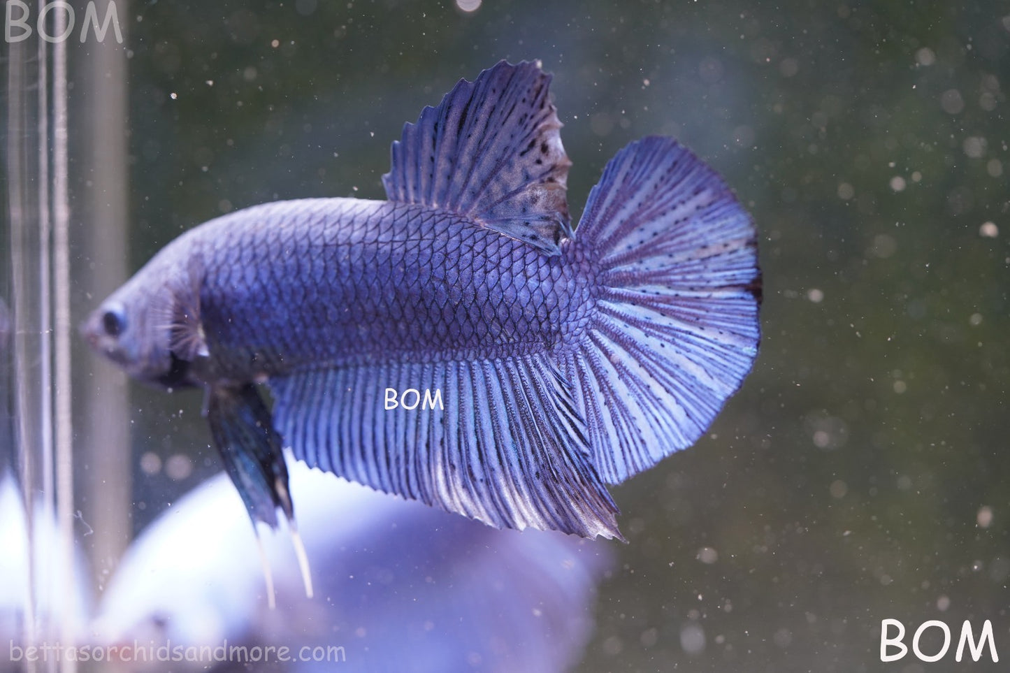 Betta Plakat GIANT MALE BLUE SERIES 5 CM BO | BOM-A304
