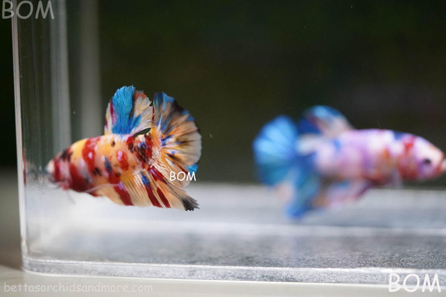 LIVE BETTTA MALE METALLIC MULTICOLOUR HMPK BEAUTIFUL COLOURS | BOM-A283