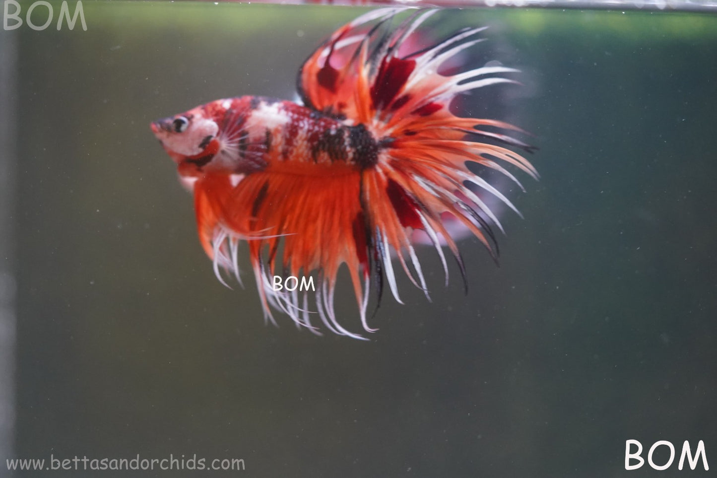 LIVE BETTA MALE DRAGONS CROWN LEOPARDS : Unique Fish | BOM-A300