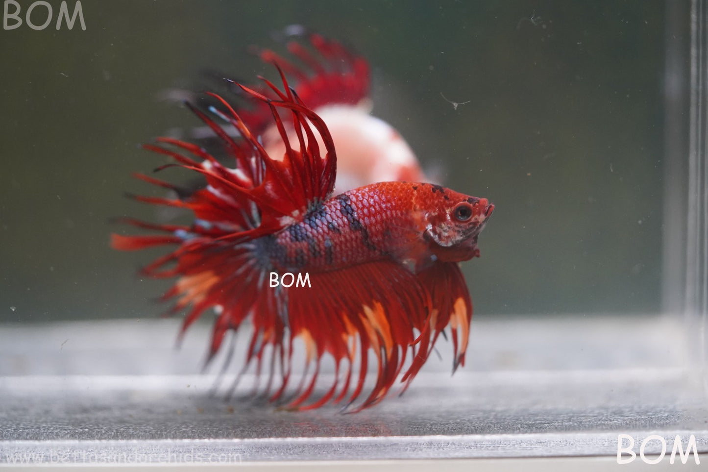LIVE BETTA MALE CROWN NEMO REDS : Unique Fish | BOM-A302