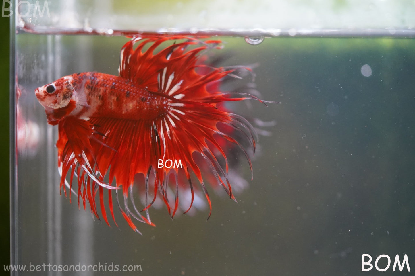 LIVE BETTA MALE CROWN FANTASTIC REDS KOI : Unique Fish | BOM-A303