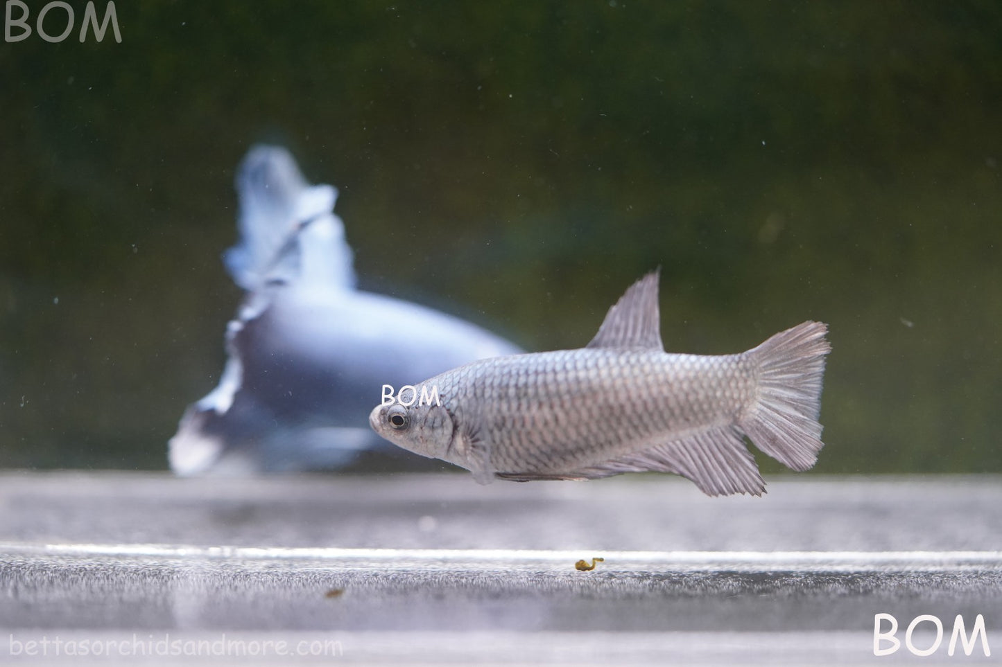 LIVE BETTA JUNIOR GIANT FEMALE COPPER | BOM-A317