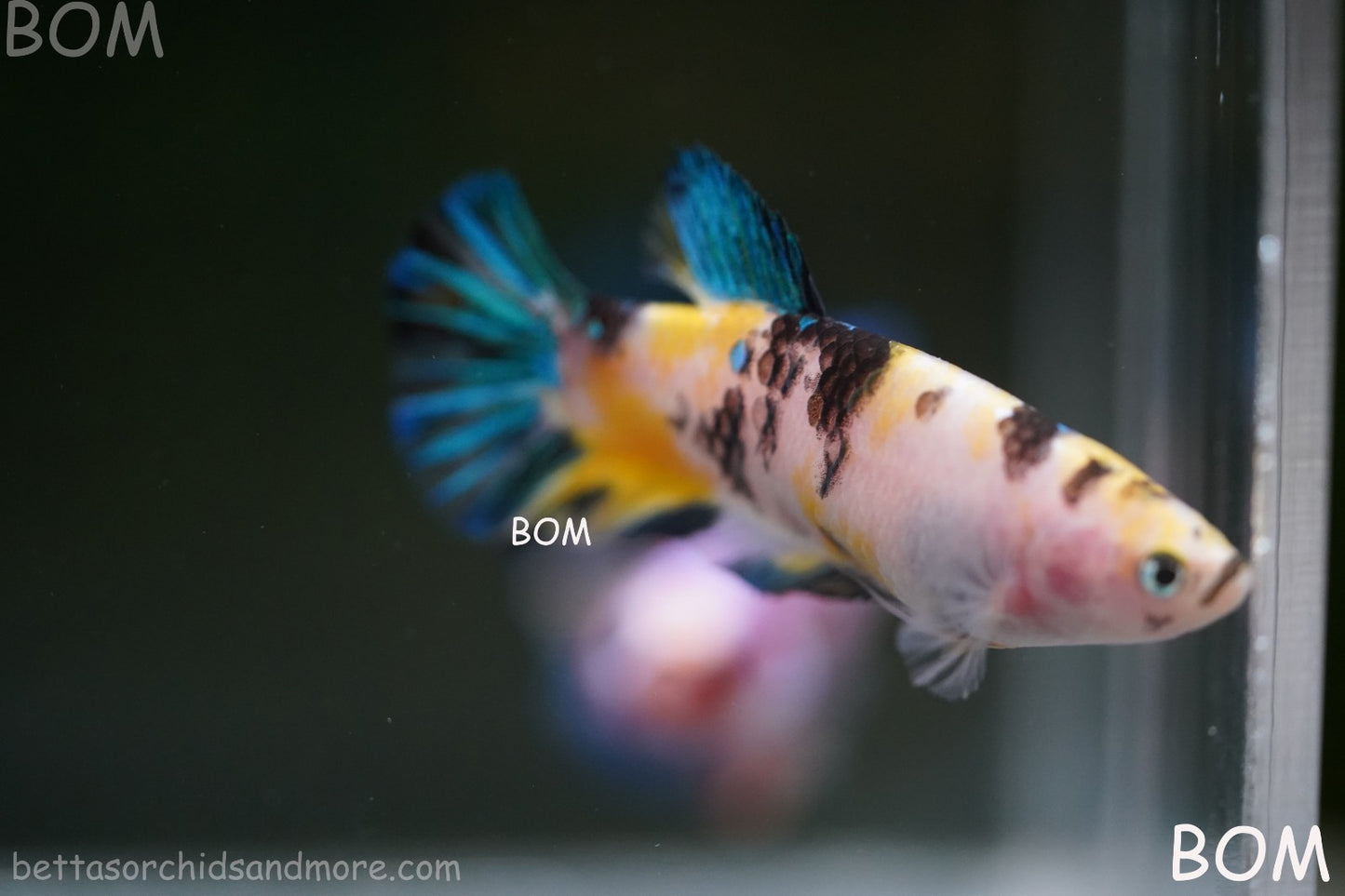 LIVE BETTTA FEMALE METALLIC MULTICOLOUR HMPK BEAUTIFUL COLOURS | BOM-A285