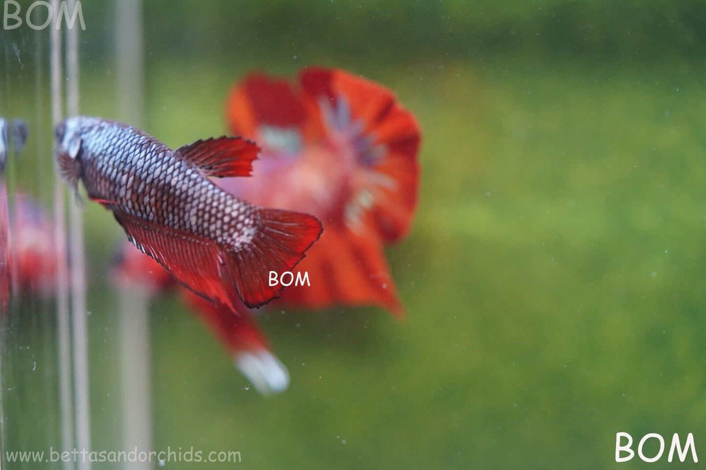 FEMALE RED SAMURAI HMPK Betta Fish - SORORITY : BOM997