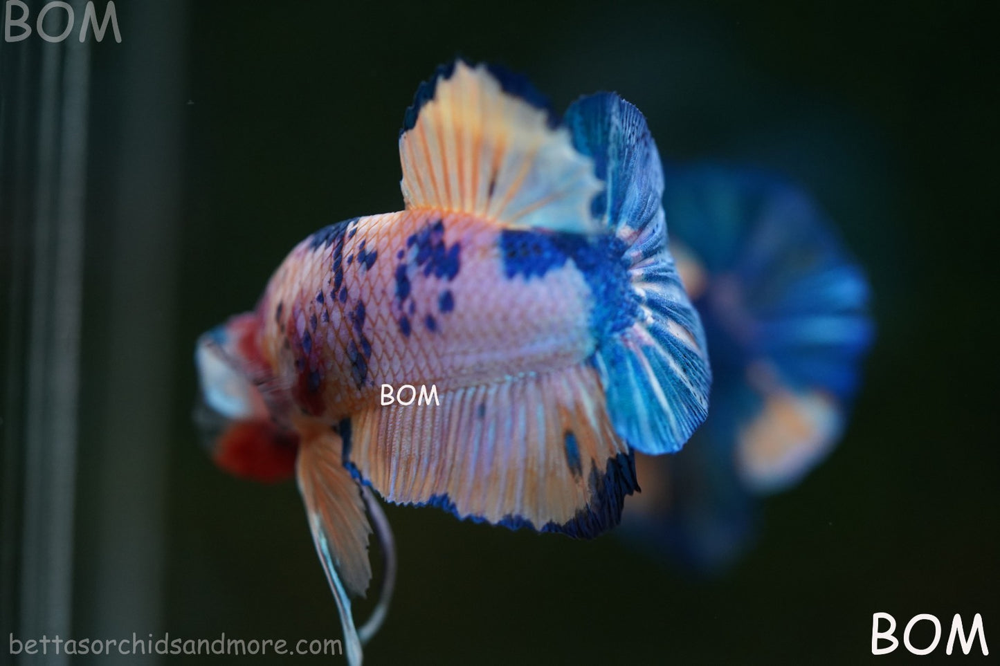 LIVE BETTTA MALE METALLIC MULTICOLOUR HMPK BEAUTIFUL COLOURS | BOM-A281