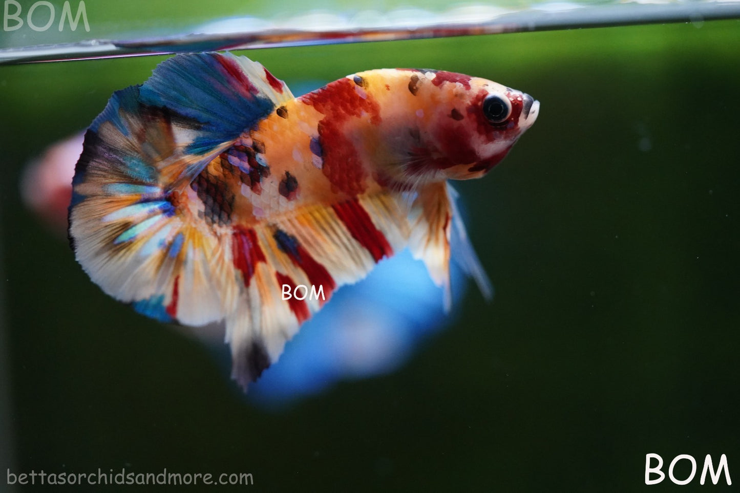 LIVE BETTTA MALE METALLIC MULTICOLOUR HMPK BEAUTIFUL COLOURS | BOM-A283