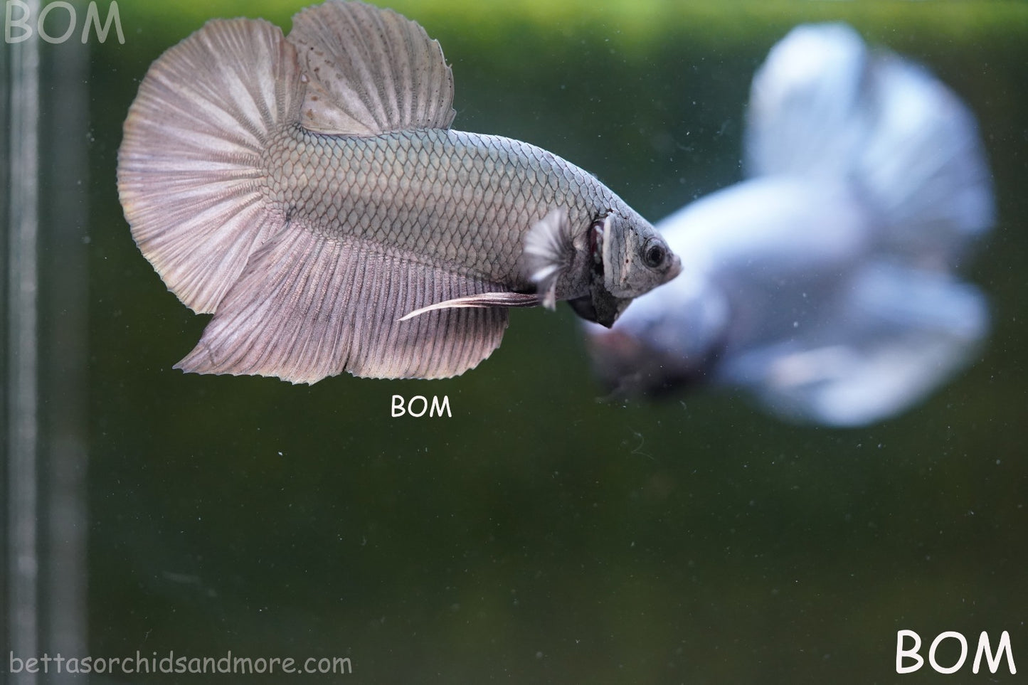 LIVE BETTA GIANT MALE COPPER 5 CM BO | BOM-A315