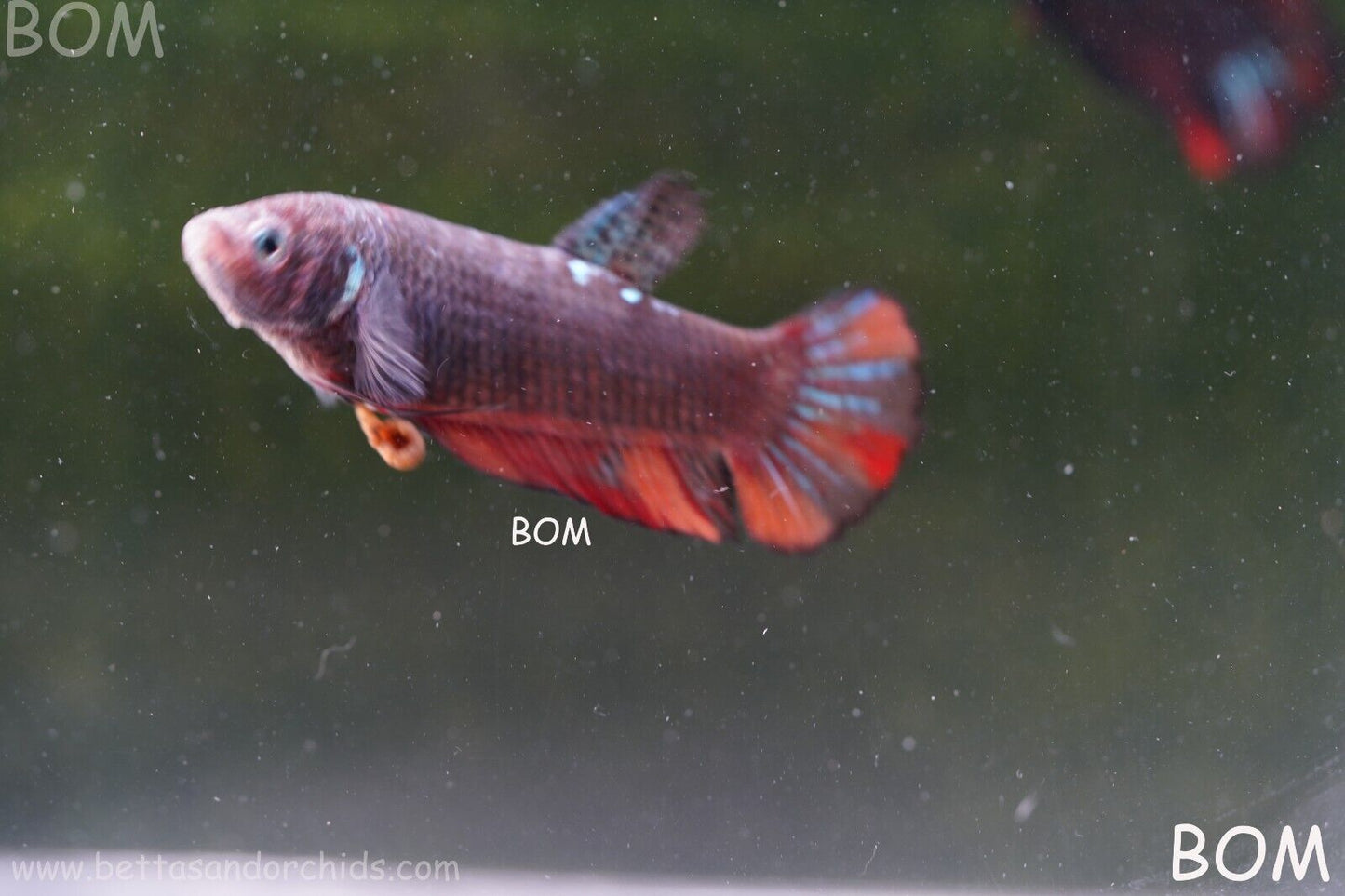 LIVE BETTA HMPK BIG FEMALE BLACK VARIANT | BOM-A50
