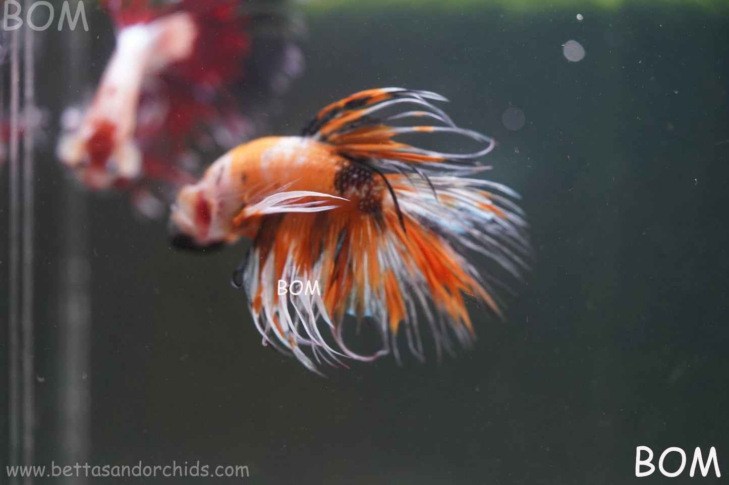 LIVE BETTA MALE CROWN LEOPARDS : Unique Fish | BOM-A296