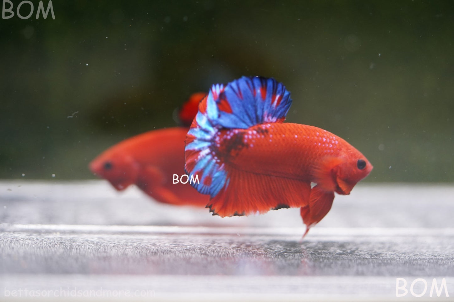 PREMIUM MALE HELLBOY HMPK BETTA Fish:Live HMPK | BOM-A271