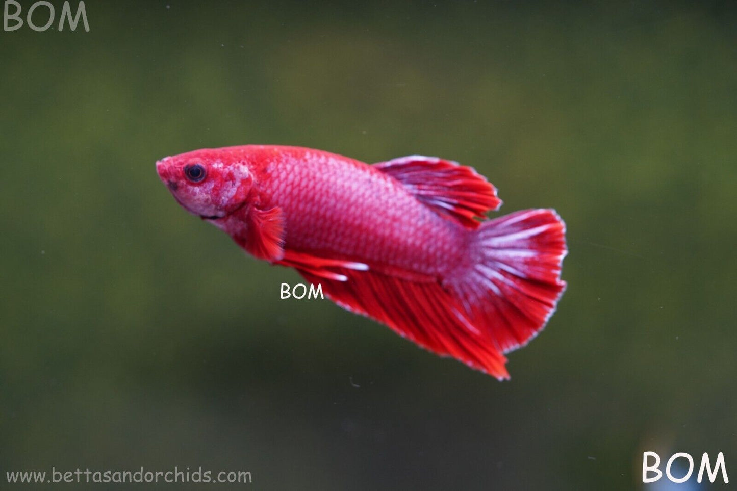 LIVE BETTA MALE RED | BOM830