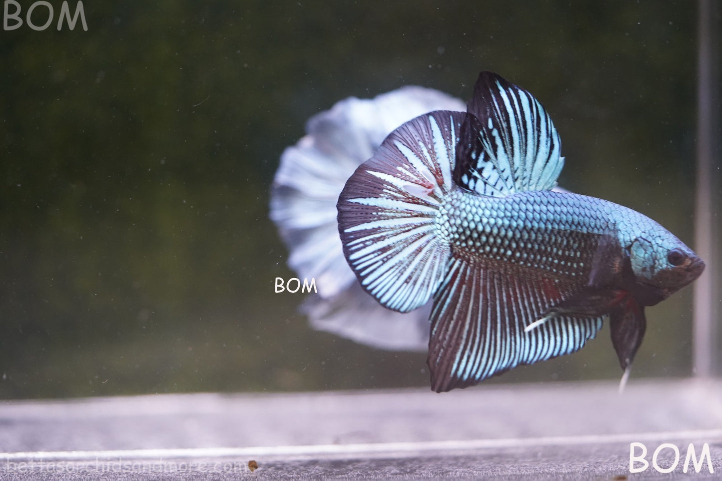 LIVE BETTA GIANT MALE BLUE SERIES 5 CM BO | BOM-A313