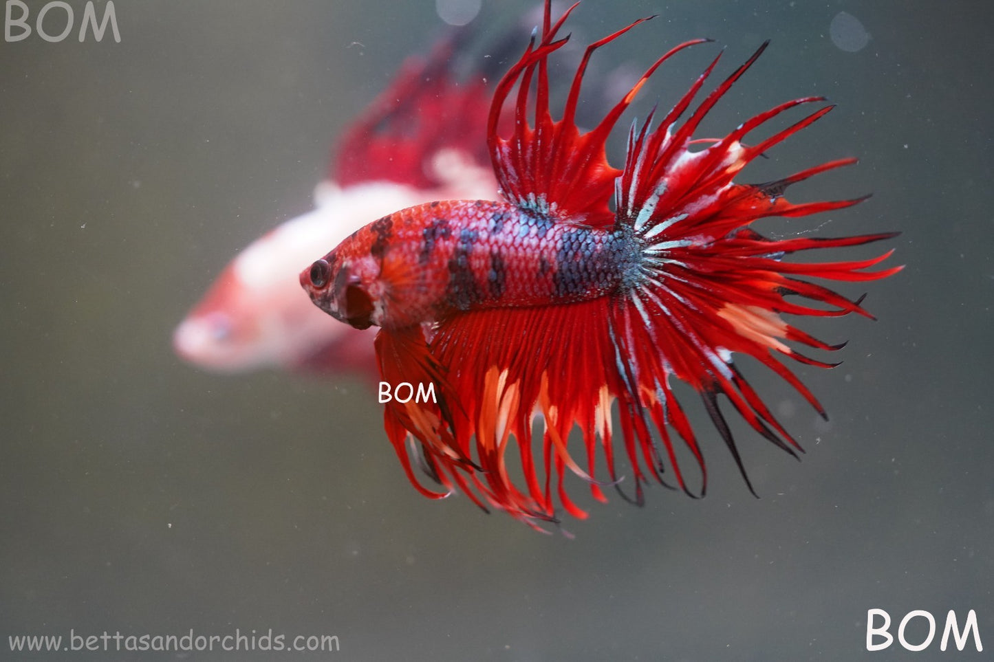 LIVE BETTA MALE CROWN NEMO REDS : Unique Fish | BOM-A302