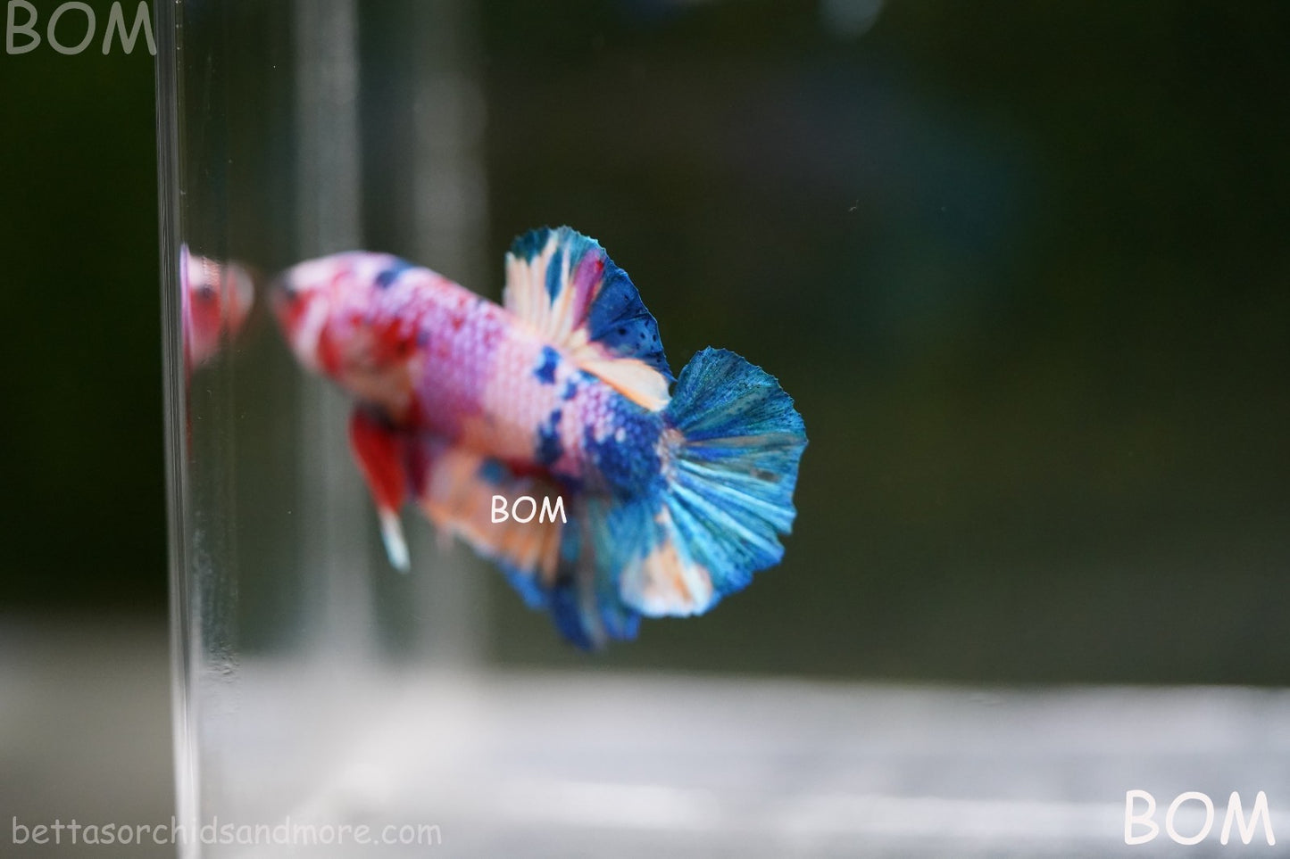 LIVE BETTTA MALE METALLIC MULTICOLOUR HMPK BEAUTIFUL COLOURS | BOM-A280