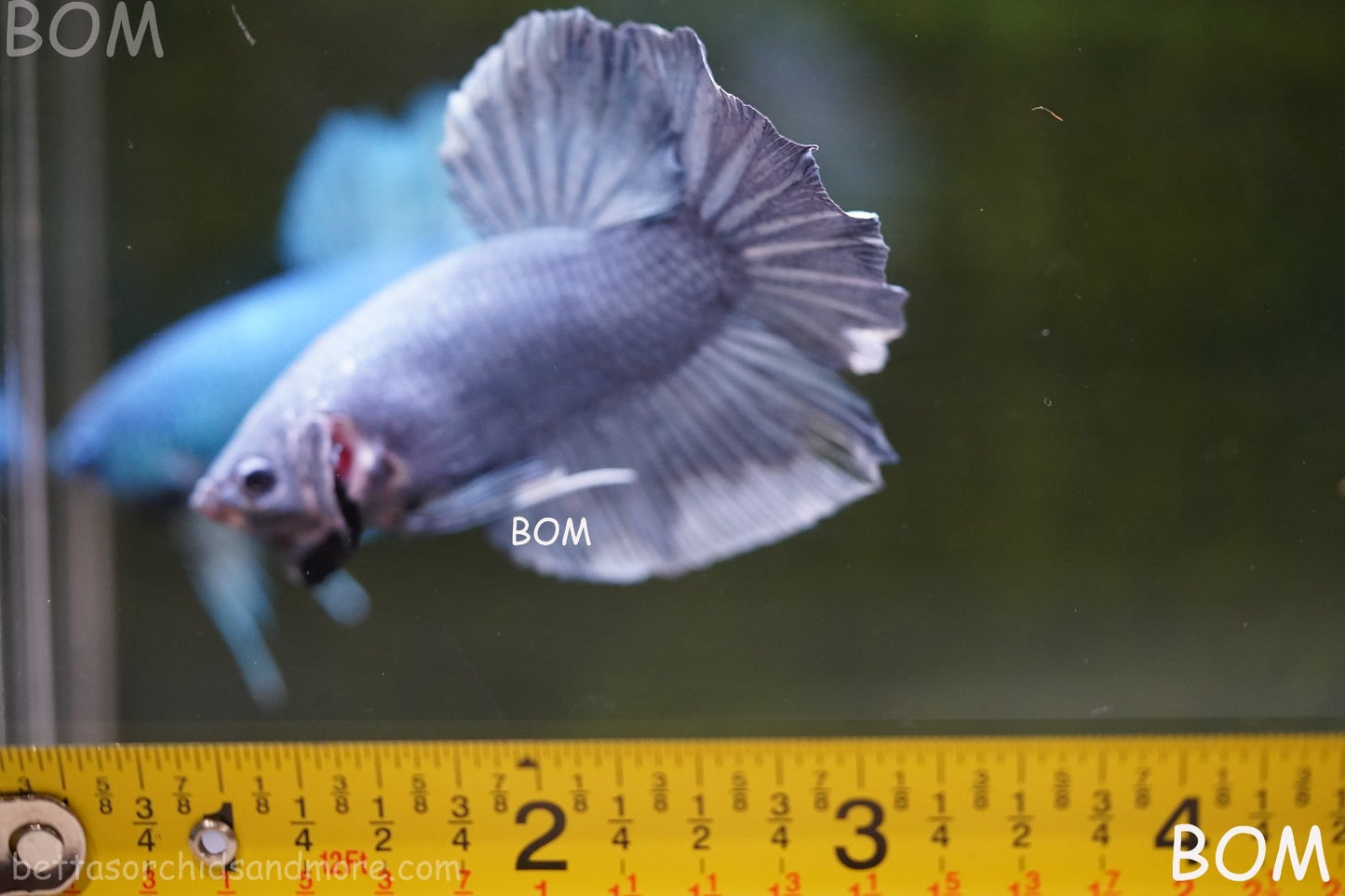 Betta Plakat GIANT MALE BLUE SERIES 5 CM BO | BOM-A306
