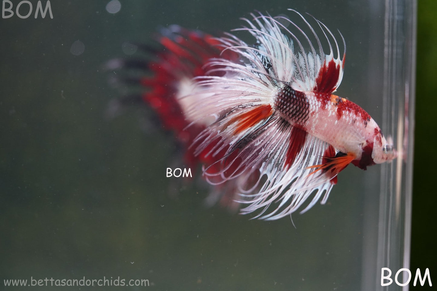 LIVE BETTA MALE CROWN RED KOI : Unique Fish | BOM-A295