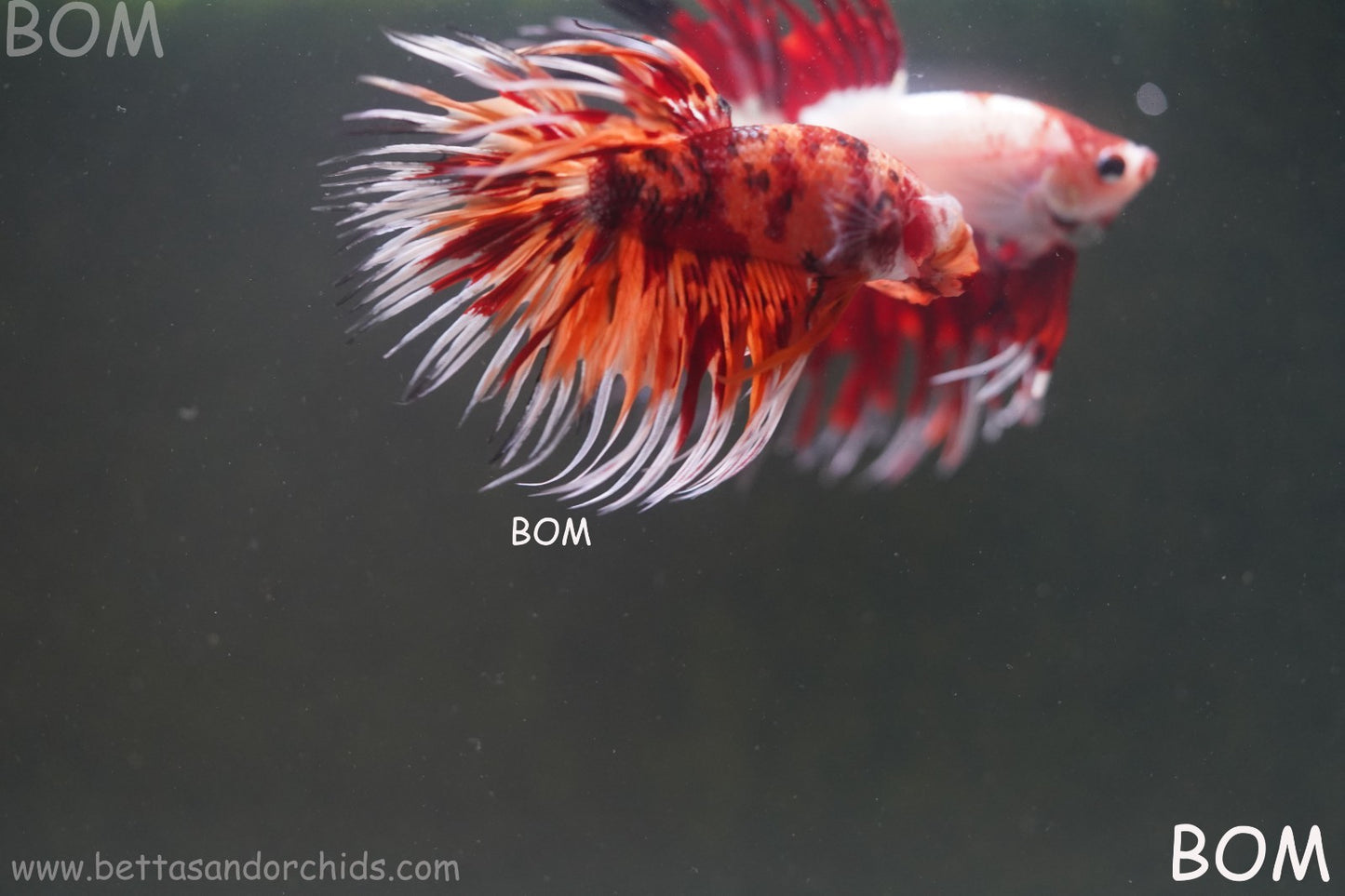 LIVE BETTA MALE CROWN LEOPARDS FIREWORKS : Unique Fish | BOM-A298