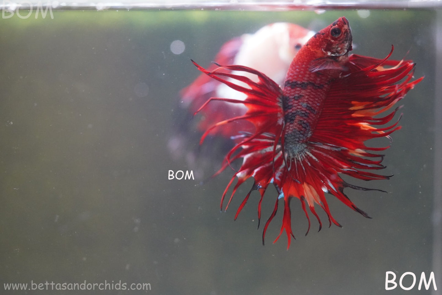 LIVE BETTA MALE CROWN NEMO REDS : Unique Fish | BOM-A302