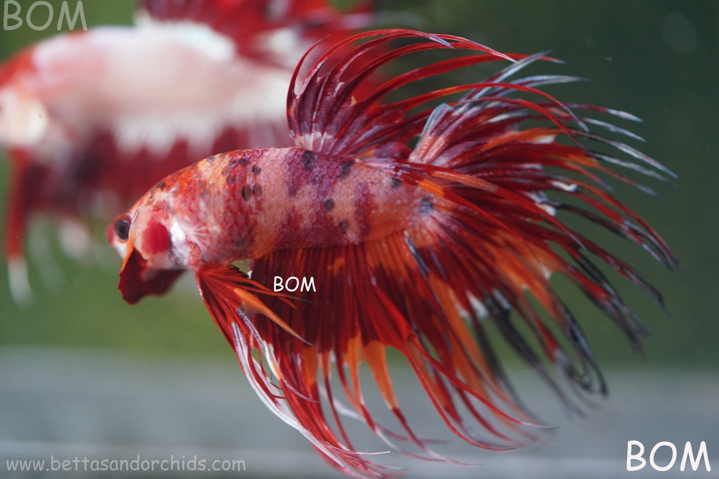 LIVE BETTA MALE CROWN FIREWORKS RED : Unique Fish | BOM-A292
