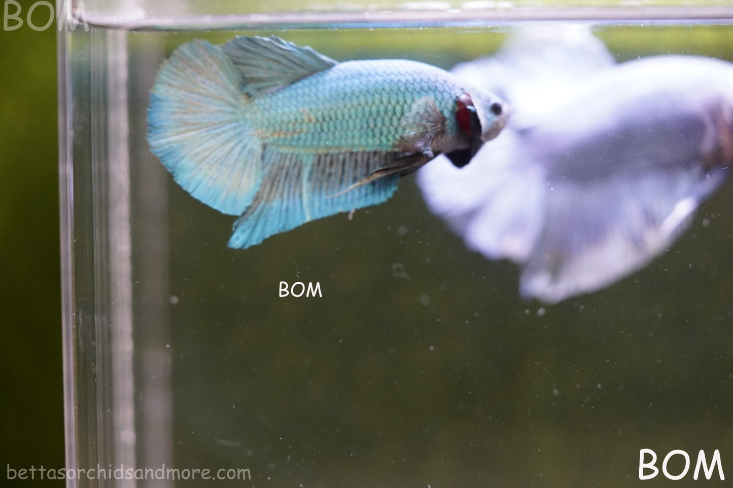 LIVE BETTA GIANT MALE BLUE SERIES 5 CM BO | BOM-A312