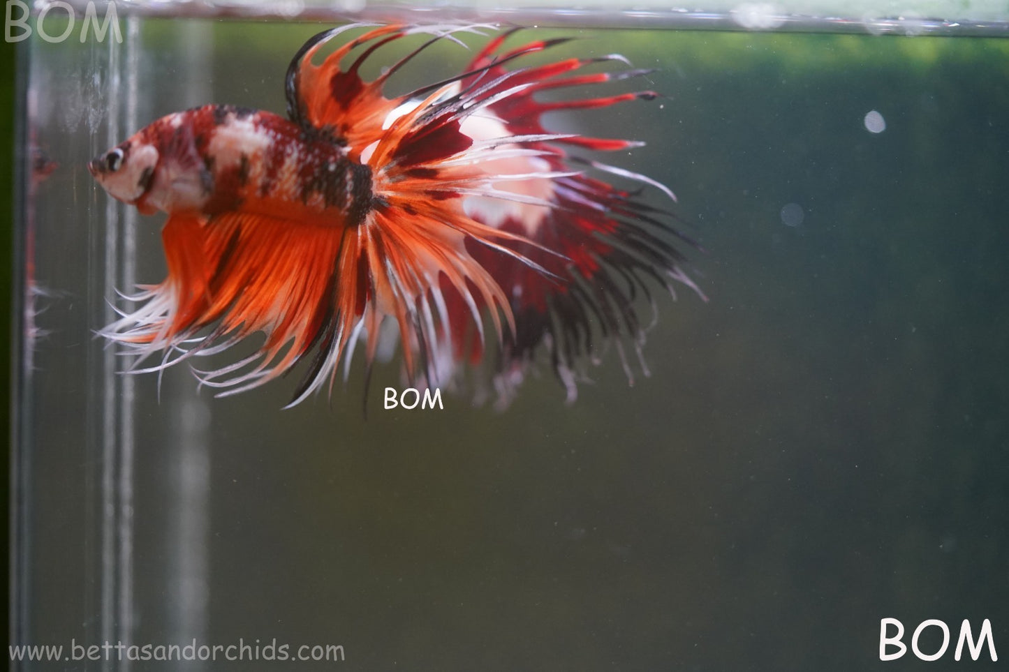 LIVE BETTA MALE DRAGONS CROWN LEOPARDS : Unique Fish | BOM-A300