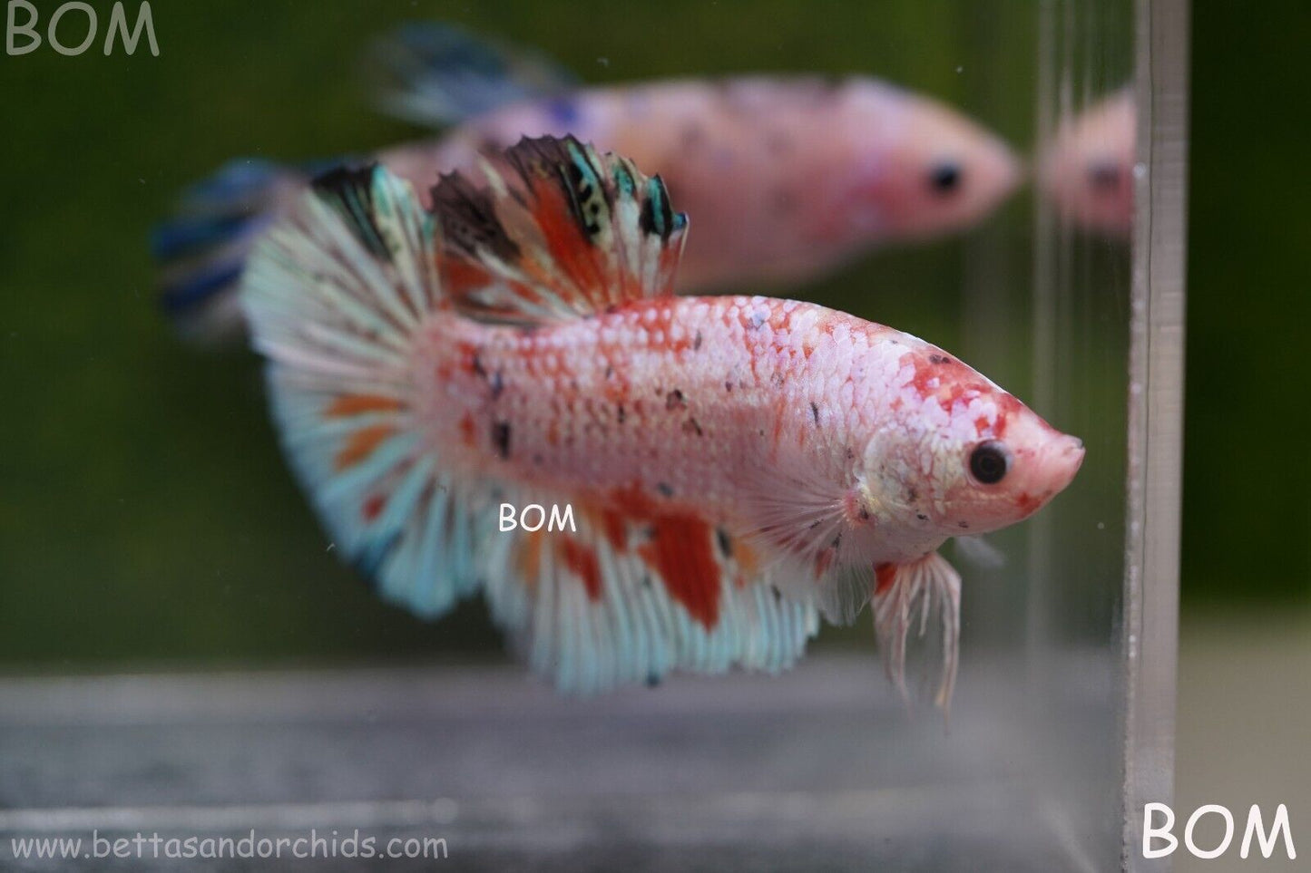 Betta Plakat GIANT MALE MULTICOLOUR | BOM-A99