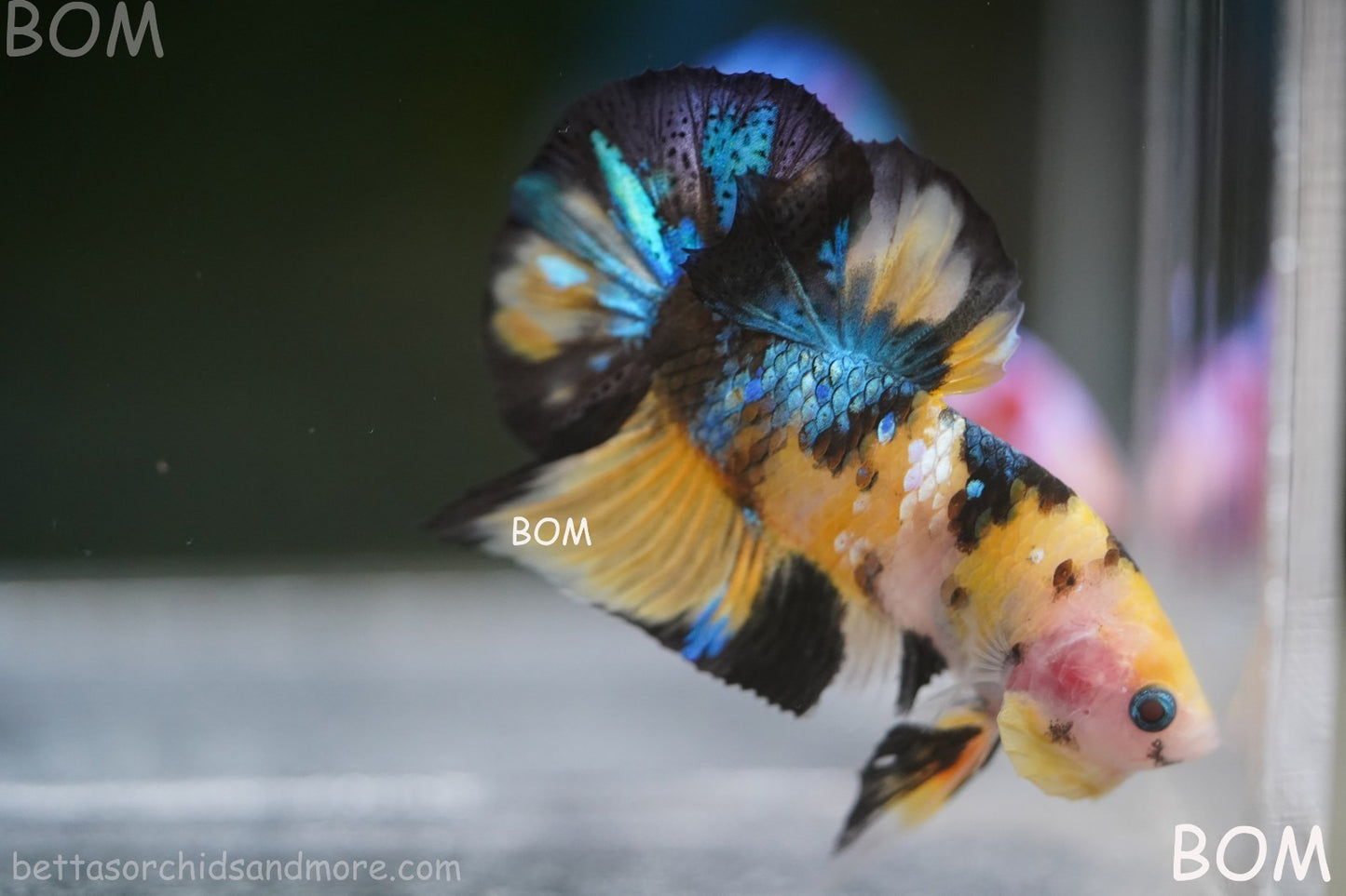 LIVE BETTTA MALE METALLIC MULTICOLOUR HMPK BEAUTIFUL COLOURS | BOM-A284