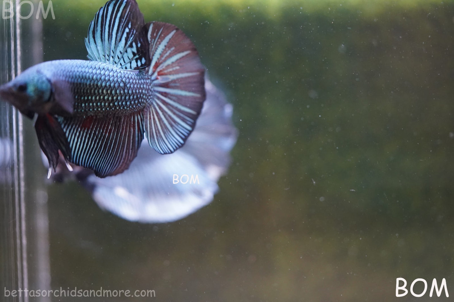 LIVE BETTA GIANT MALE BLUE SERIES 5 CM BO | BOM-A313