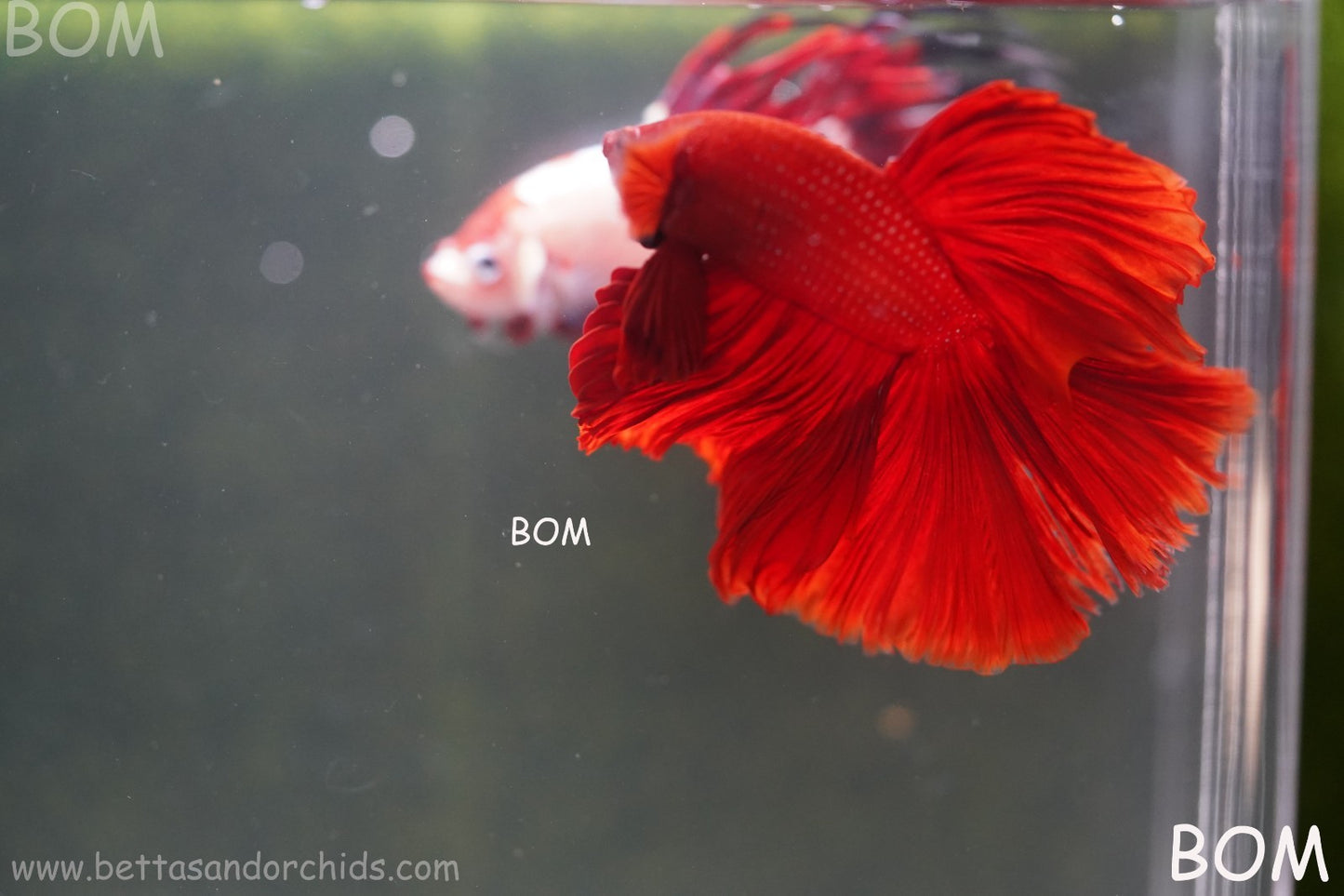 LIVE BETTA MALE KING RED ROSE TAIL : Unique Fish | BOM-A294