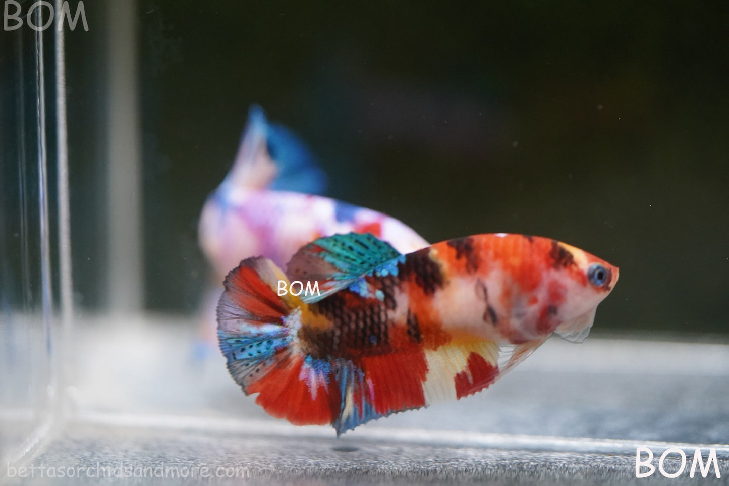 LIVE BETTTA FEMALE METALLIC MULTICOLOUR HMPK BEAUTIFUL COLOURS | BOM-A286