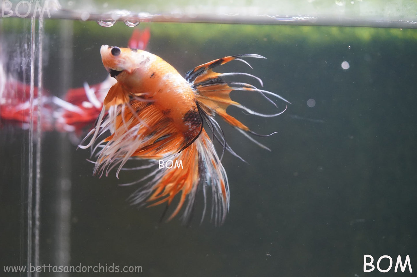 LIVE BETTA MALE CROWN LEOPARDS : Unique Fish | BOM-A296