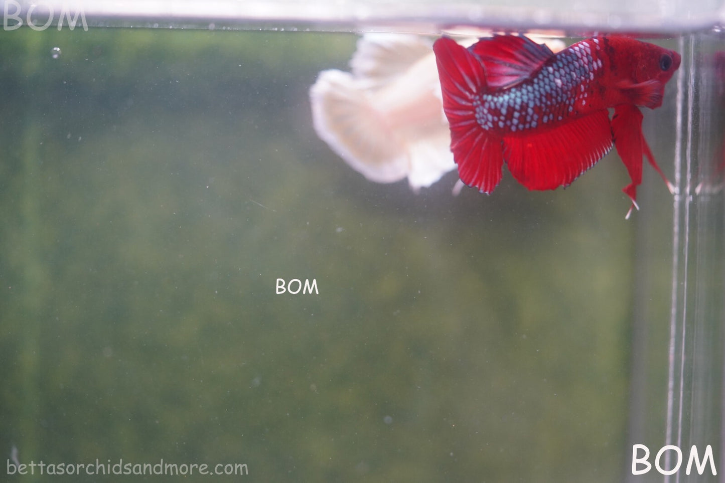 LIVE BETTA HMPK MALE FANCY RED | BOM-A177