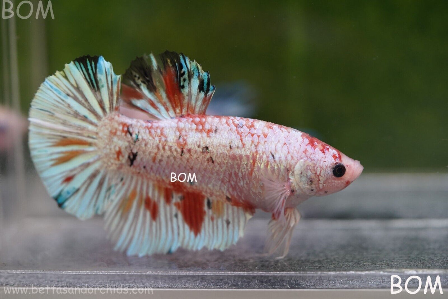Betta Plakat GIANT MALE MULTICOLOUR | BOM-A99