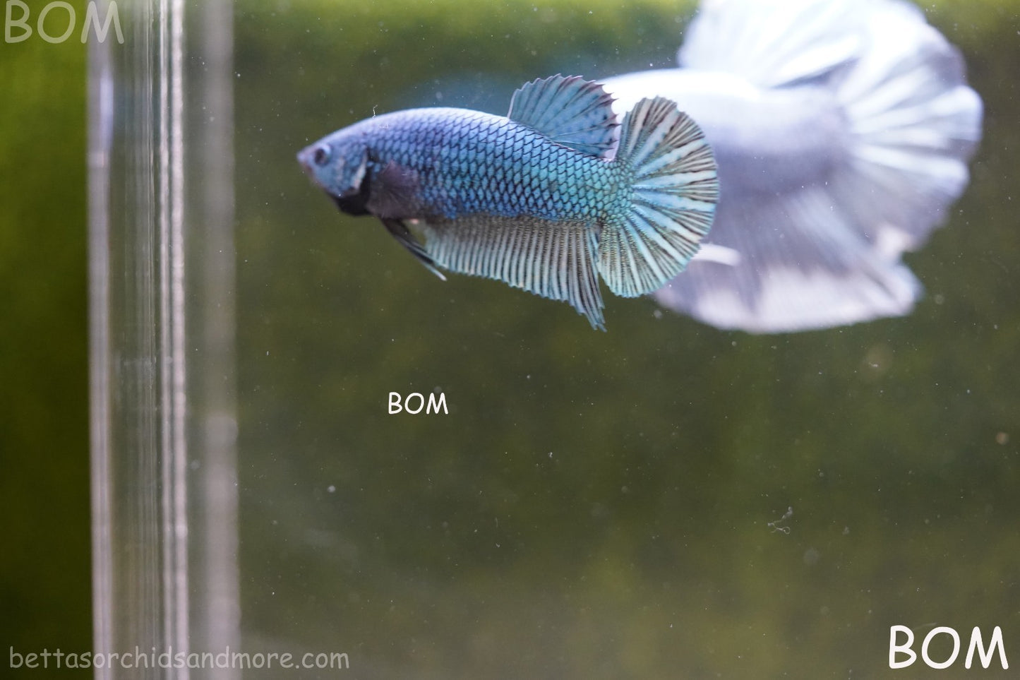 LIVE BETTA GIANT FEMALE BLUE SERIES | BOM-A311