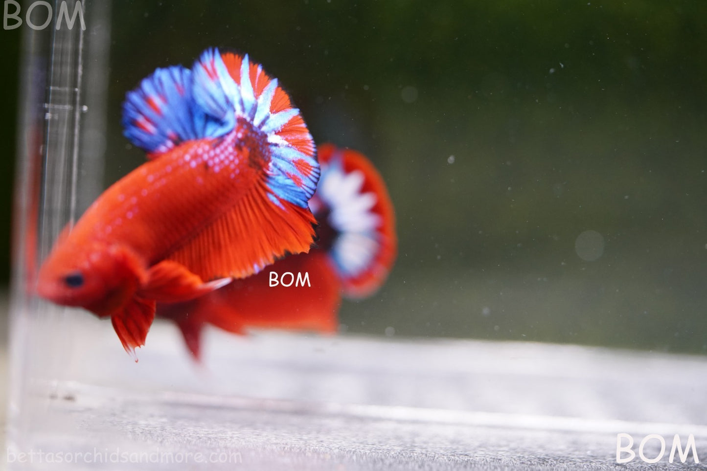PREMIUM MALE HELLBOY HMPK BETTA Fish:Live HMPK | BOM-A271