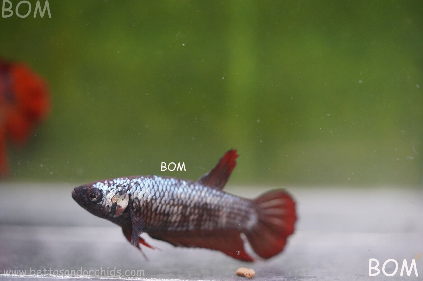 FEMALE RED SAMURAI HMPK Betta Fish - SORORITY : BOM997