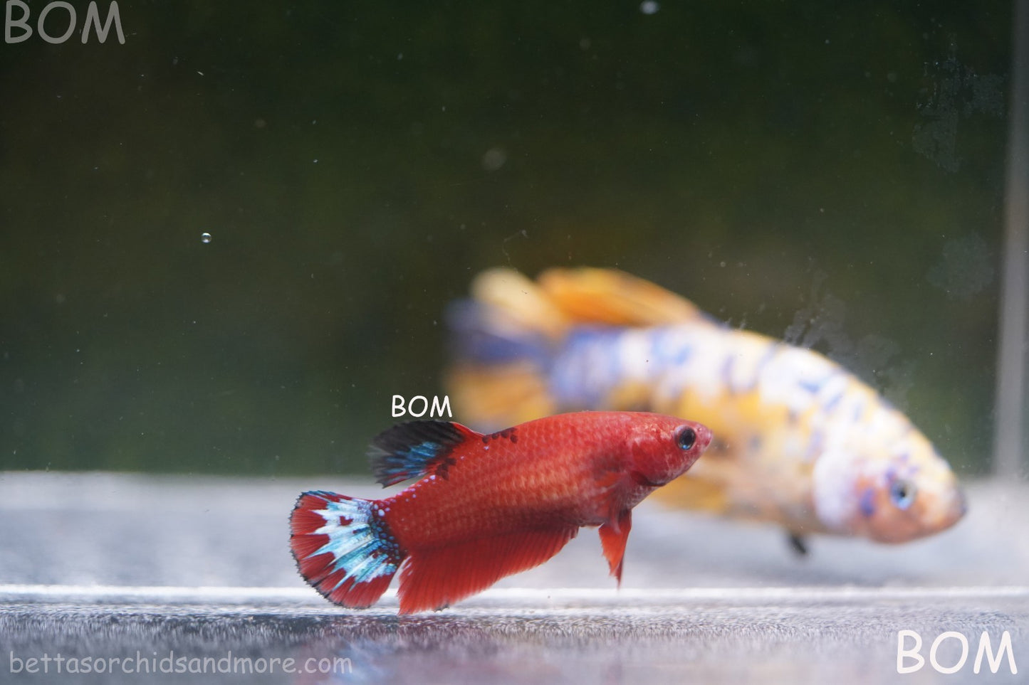 PREMIUM FEMALE HELLBOY HMPK BETTA Fish:Live HMPK | BOM-A277