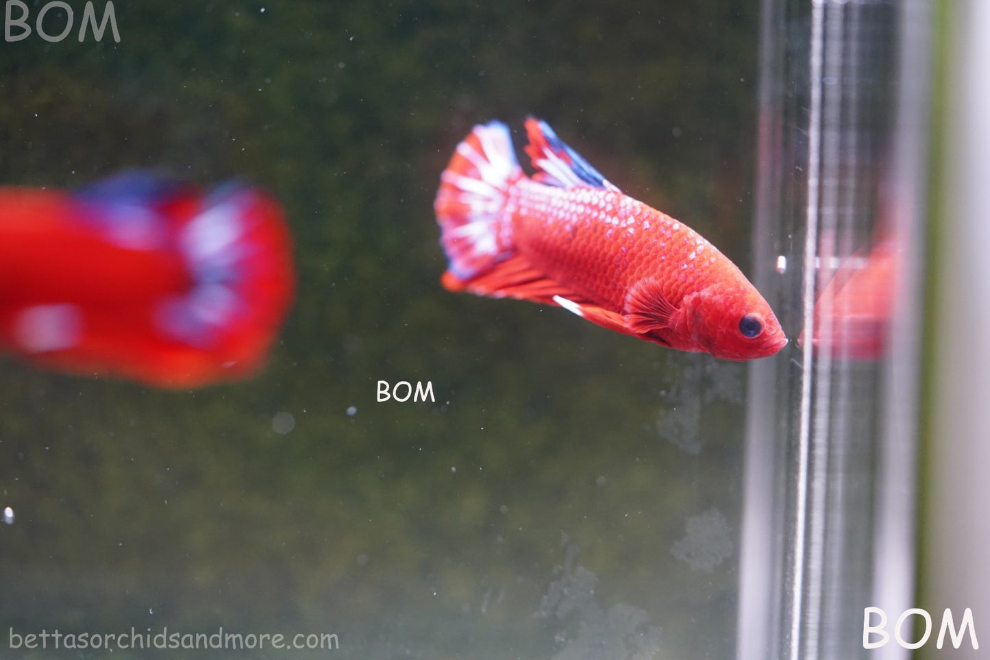 PREMIUM MALE HELLBOY HMPK BETTA Fish:Live HMPK | BOM-A273