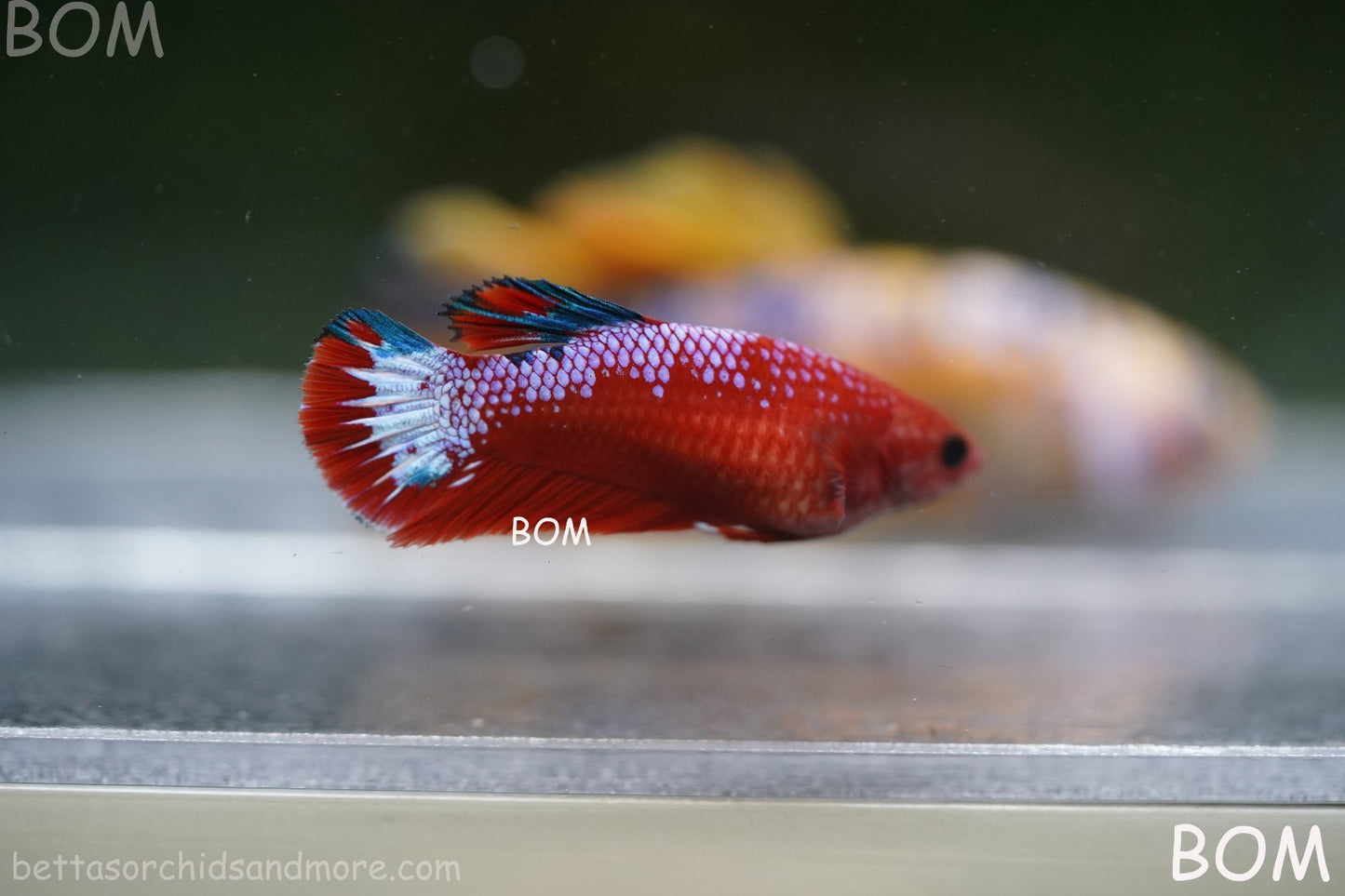 PREMIUM FEMALE HELLBOY HMPK BETTA Fish:Live HMPK | BOM-A275